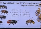 Beseda - Hmyzí opylovači IX (6).jpg