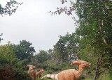 IMG-20240621-WA0032.jpg