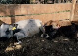 IMG_4675.jpeg