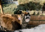 IMG_4646.jpeg