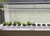 Hydroponická laboratoř V (5).JPG