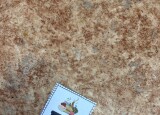 IMG_8814.jpeg