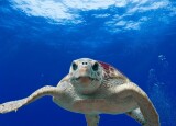 loggerhead-turtle-123402_960_720.jpg