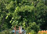 IMG_9276.jpeg