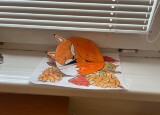 IMG_0312.jpeg