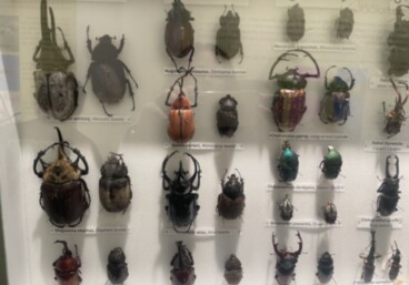 2025/2026 V.L - Zvířecí inženýři